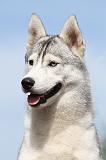 SIBERIAN HUSKY 313